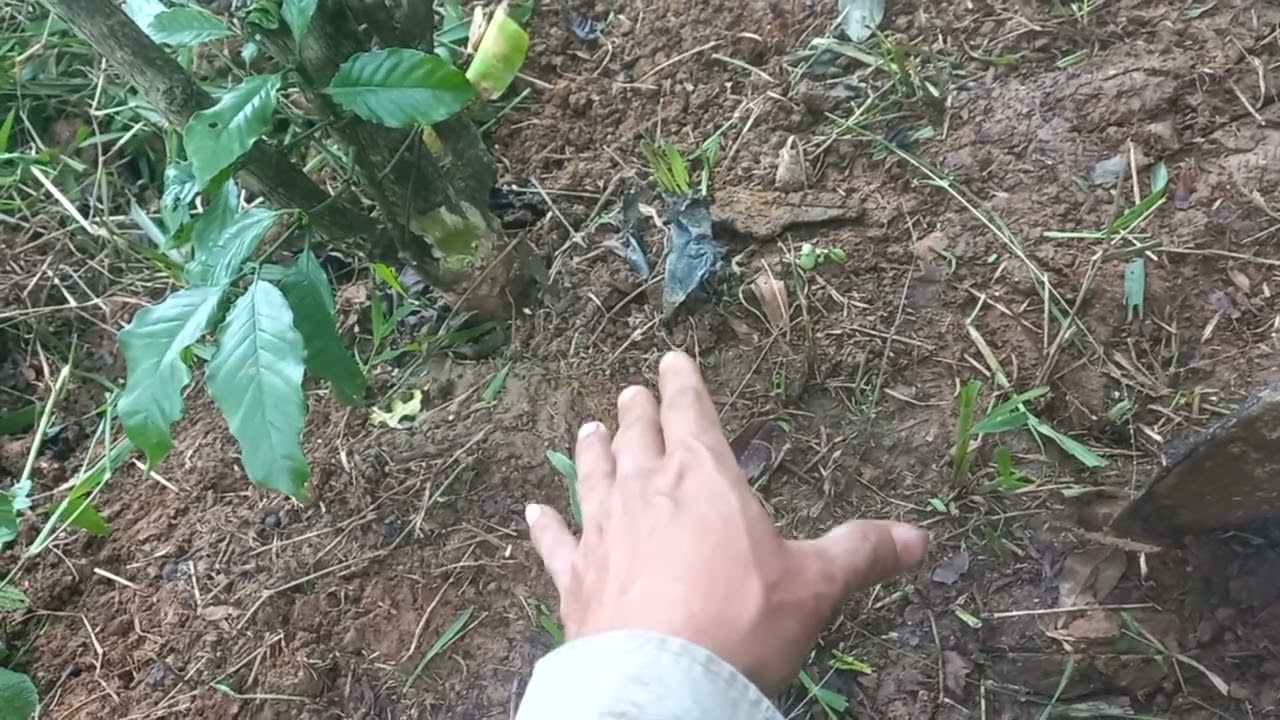 Cách đơn giản để cải tạo cà phê già cỗi, cà phê bị tù