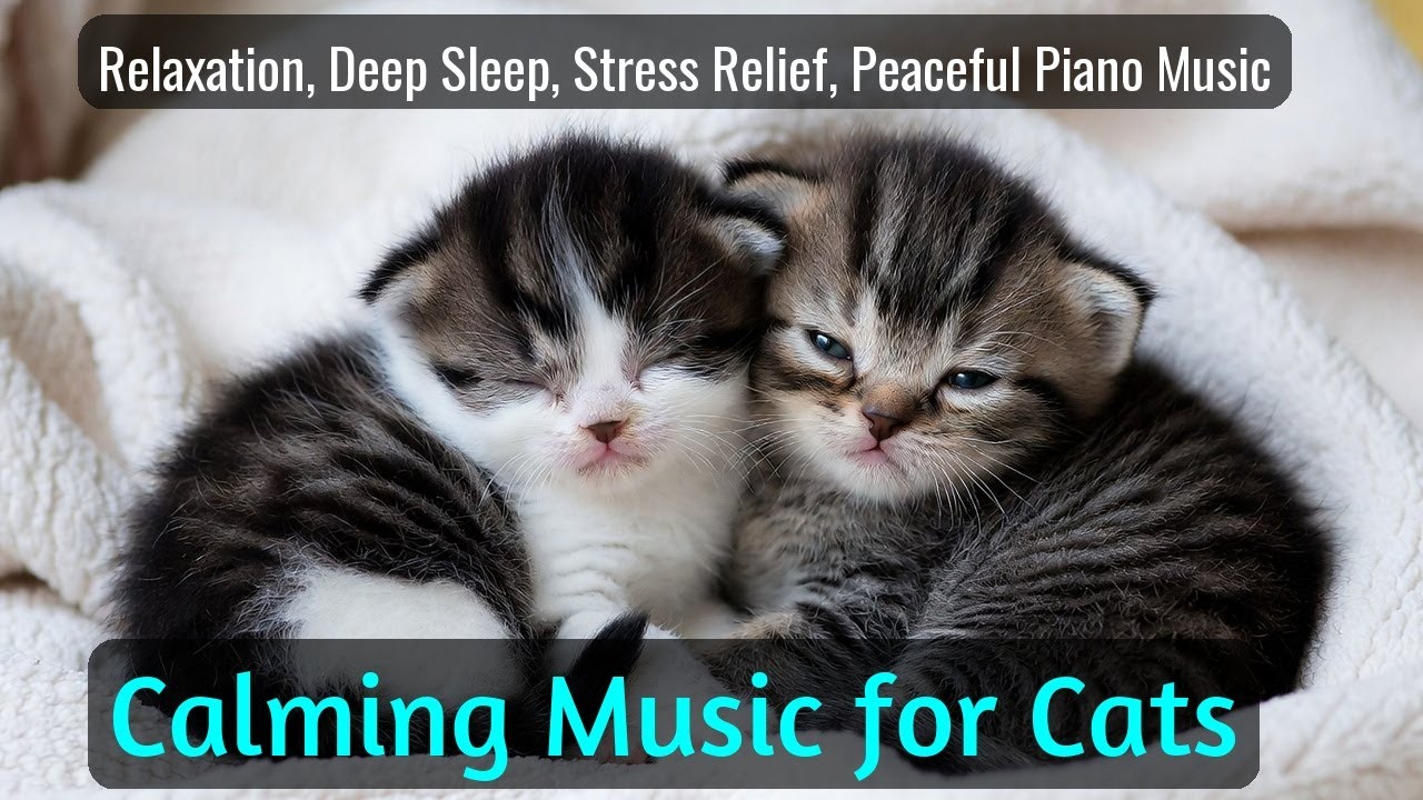 LIVE Cute Sleeping Cat That Makes You Feel Relaxed 😌 | Season 39