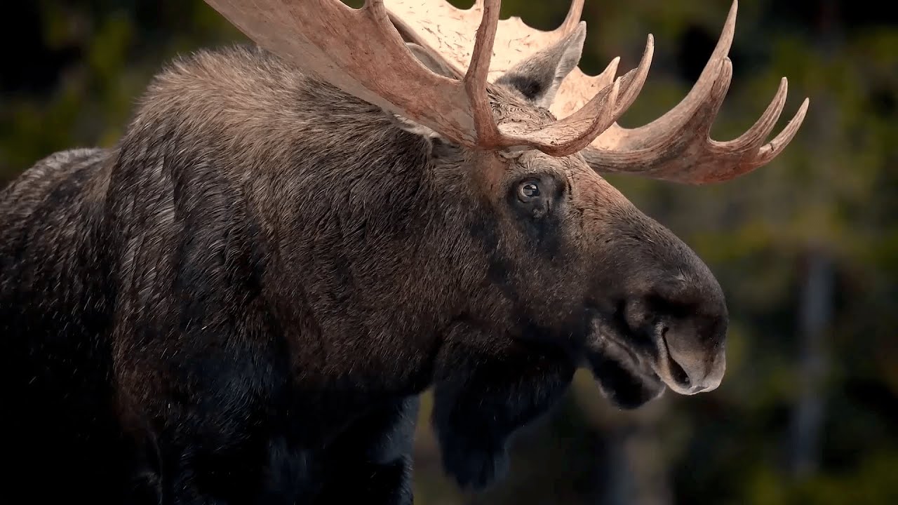 Elch - Der Gr&ouml;&szlig;te Hirsch Der Welt / Dokumentation