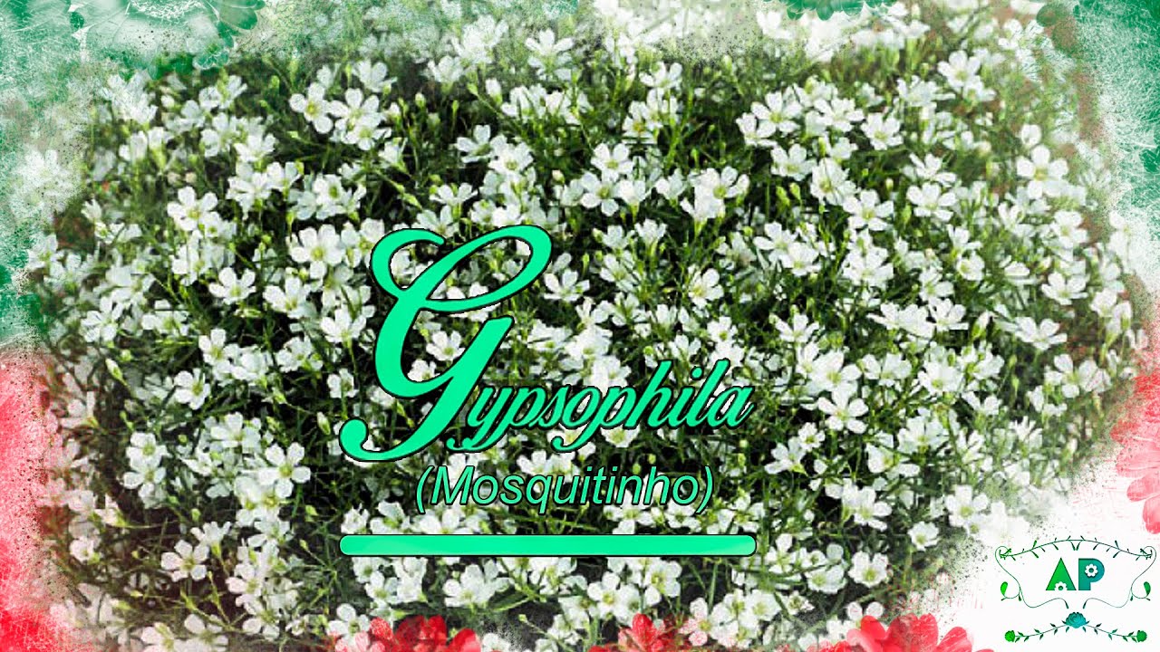 Como Plantar Gypsophila (Mosquitinho) 1#