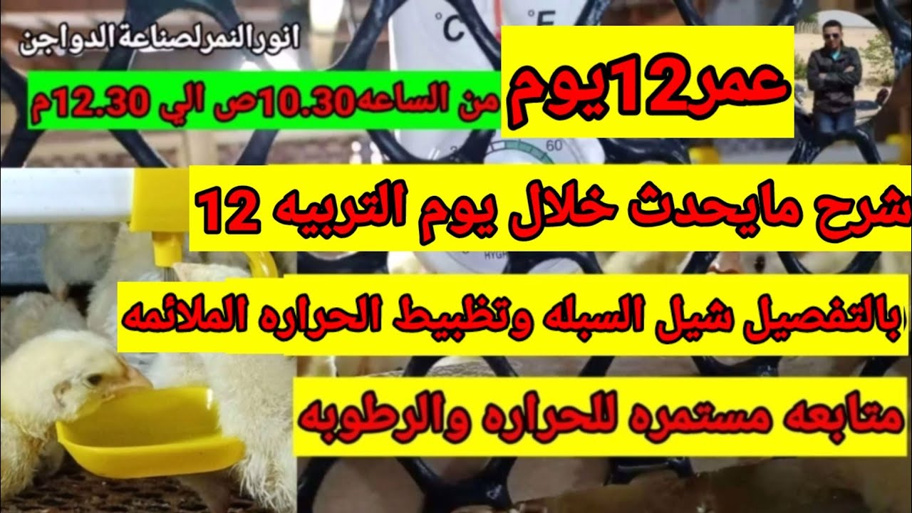 كل مايحدث خلال اليوم 12 تربية دواجن بطاريات/انور النمر لصناعة الدواجن