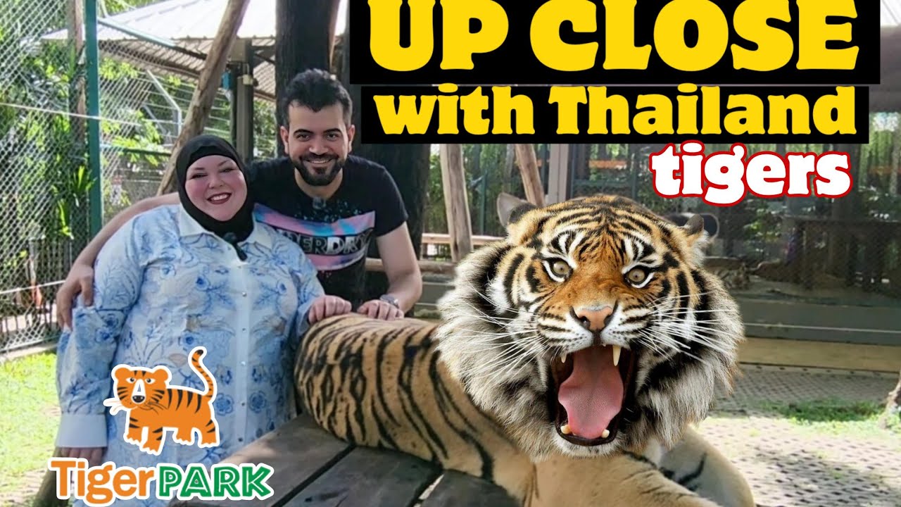 COUPLE VLOG PETTING HUGE TIGERS AT TIGER PARK IN PATTAYA THAILAND