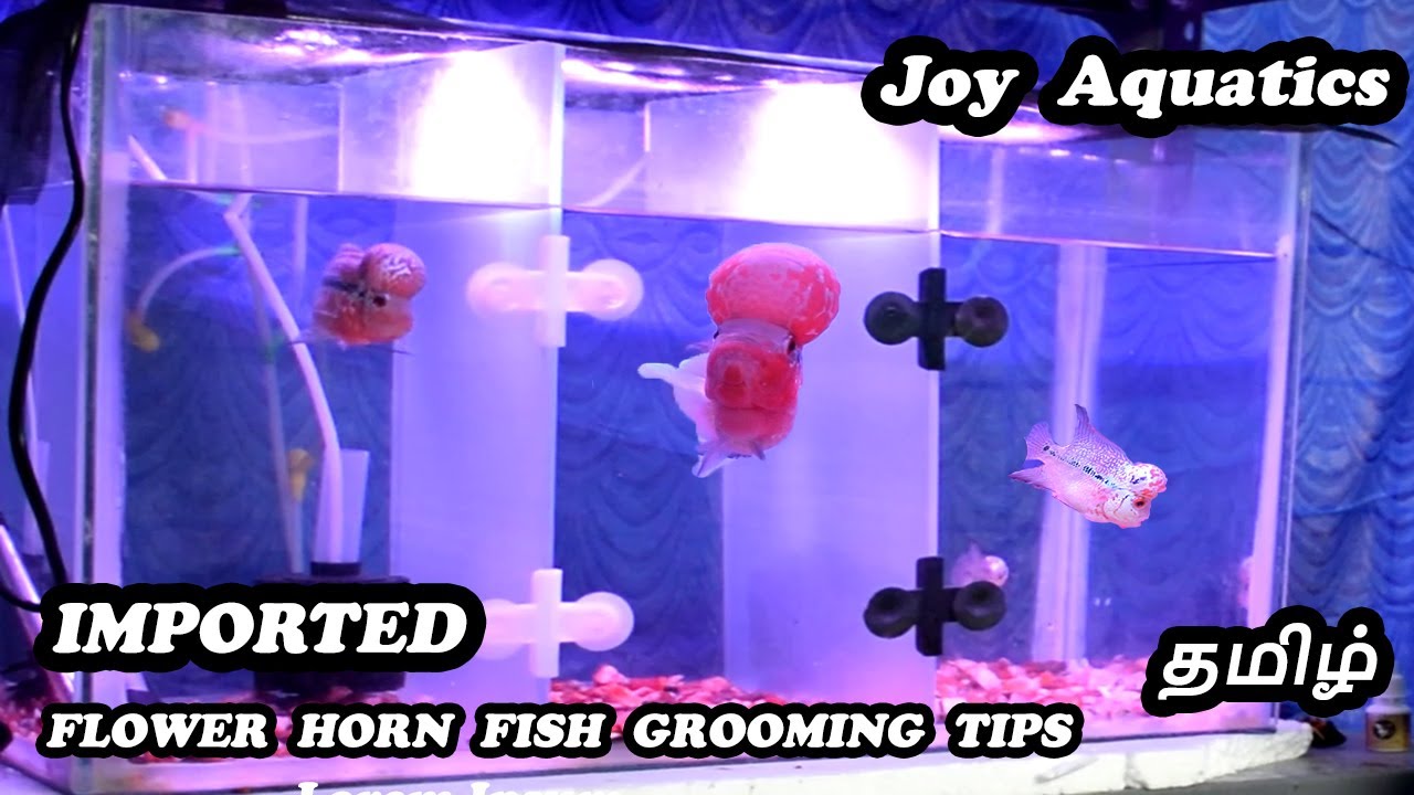 Flowerhorn fish grooming in tamil | Imported flowerhorn for low price | Joy Aquatics
