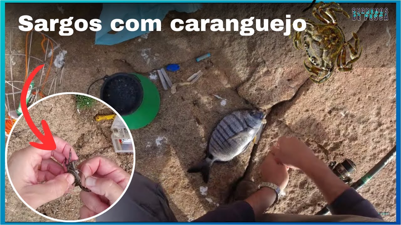 Pescaria de Sargos à boia e à chumbadinha. Ainda levei com um Sargo na tola. 😱