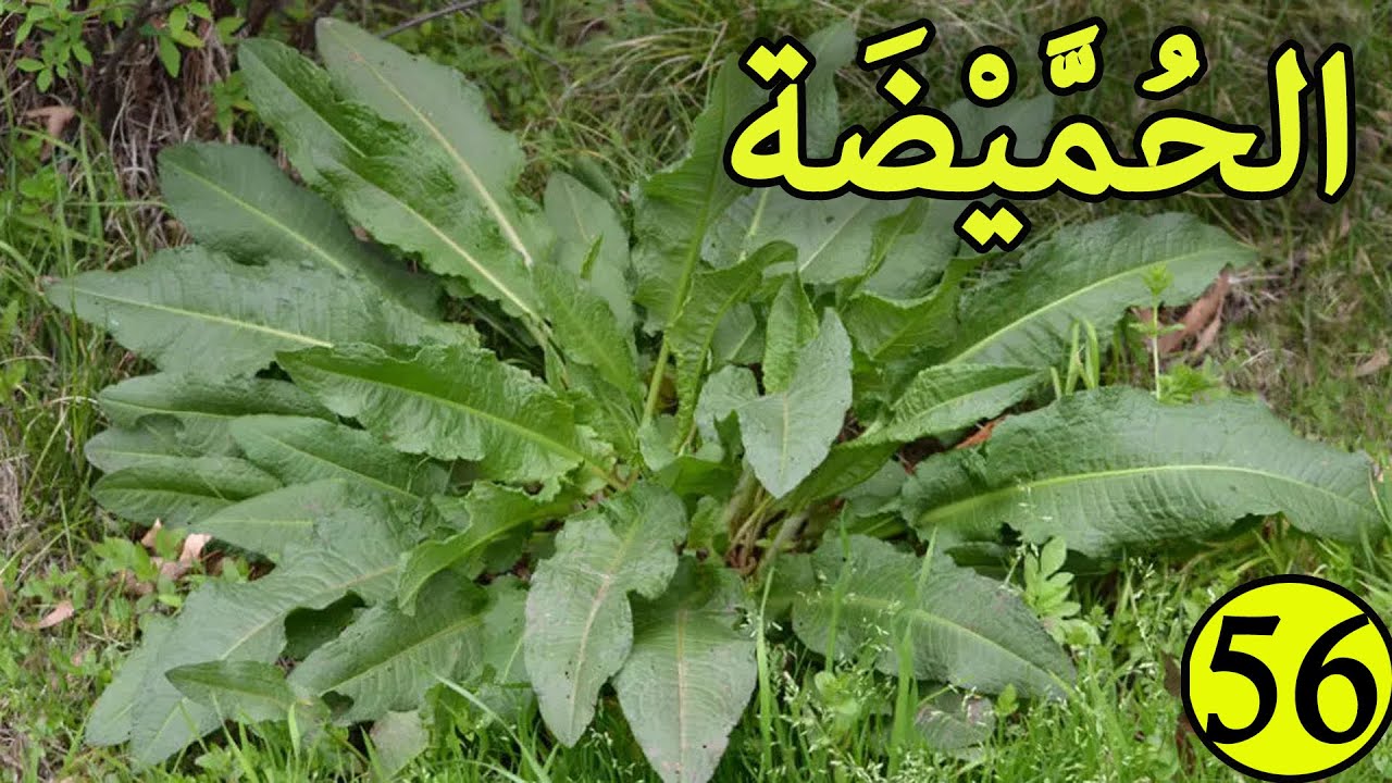 الحميضة العشبة 56 من السلسلة التعريفية بالأعشاب الموجودة في المغرب
