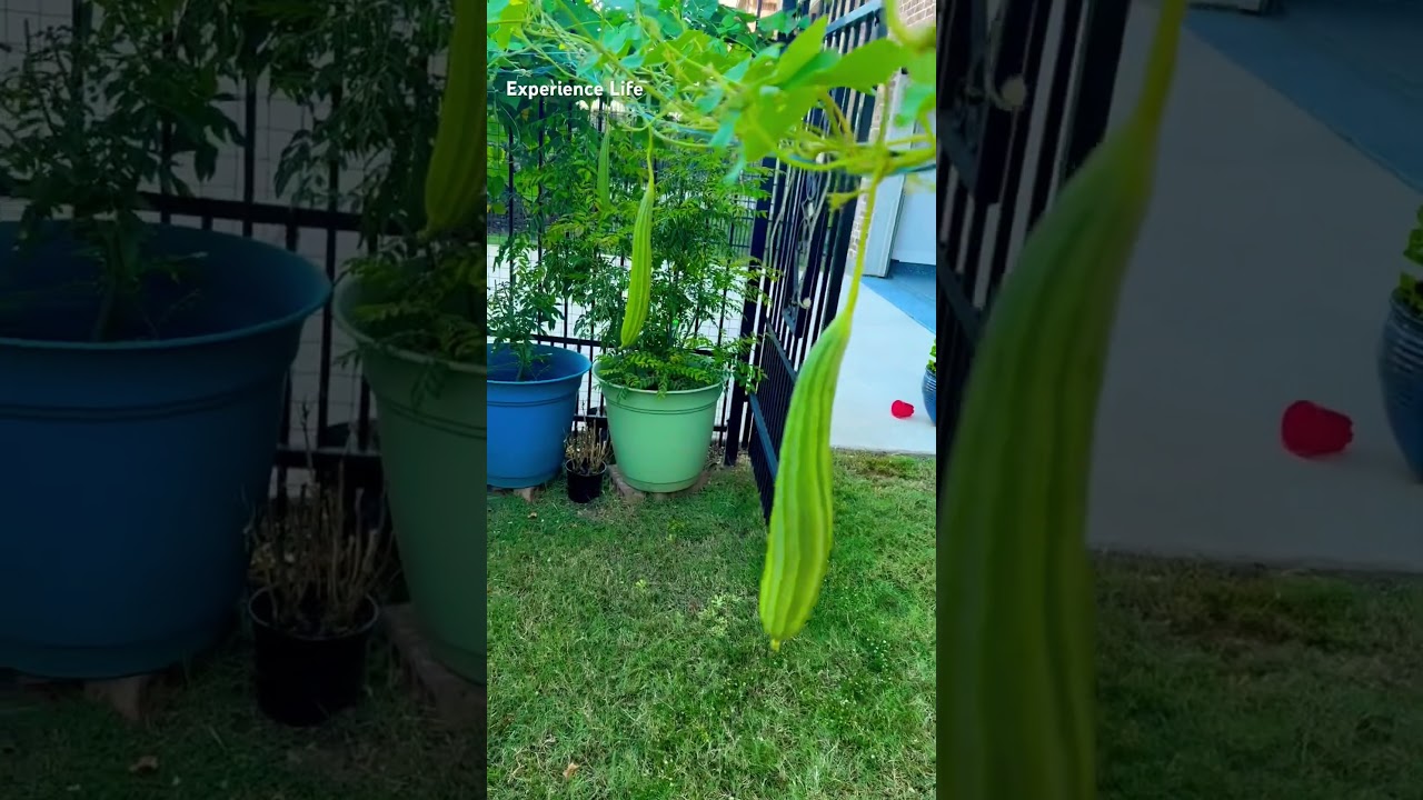 Homegrown Delight: Fresh Ridge Gourd (Chinese Okra/Beerakaya) on the Vine in My Backyard Garden