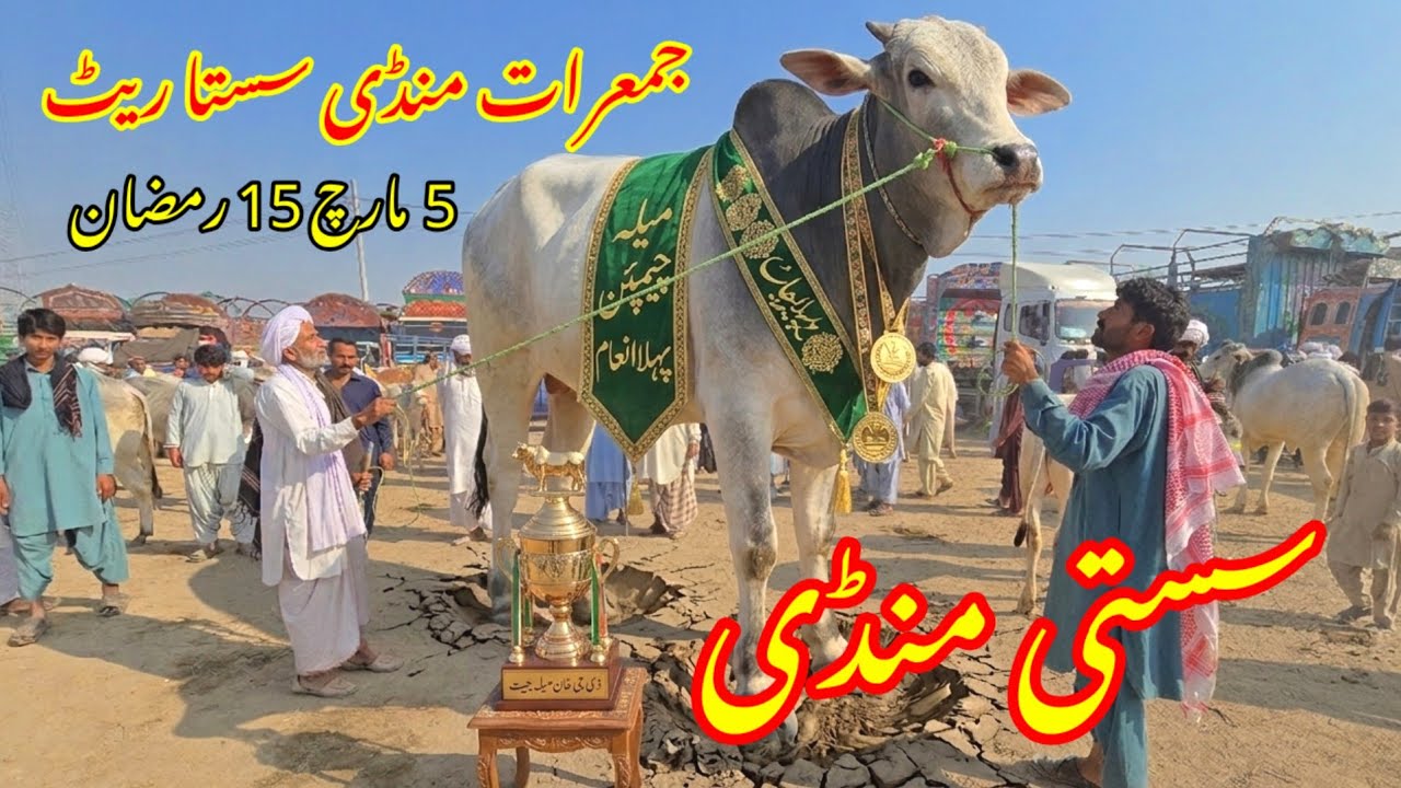 Taaja rate jumme Raat Mandi 5 March 15 Ramzan Bakra Mandi DG Khan 🙏🥹 بچھڑا منڈی ڈگ گئی