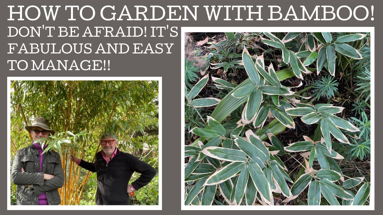 How to garden with Bamboo: firstly, don't be afraid! Which Bamboo to choose and where to plant it.