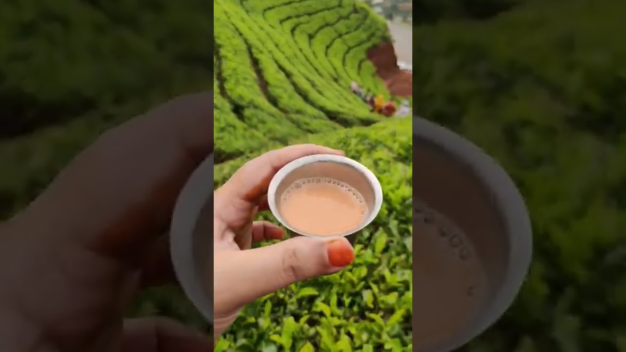 Free Tea At Tea Estate ❤️❤️❤️