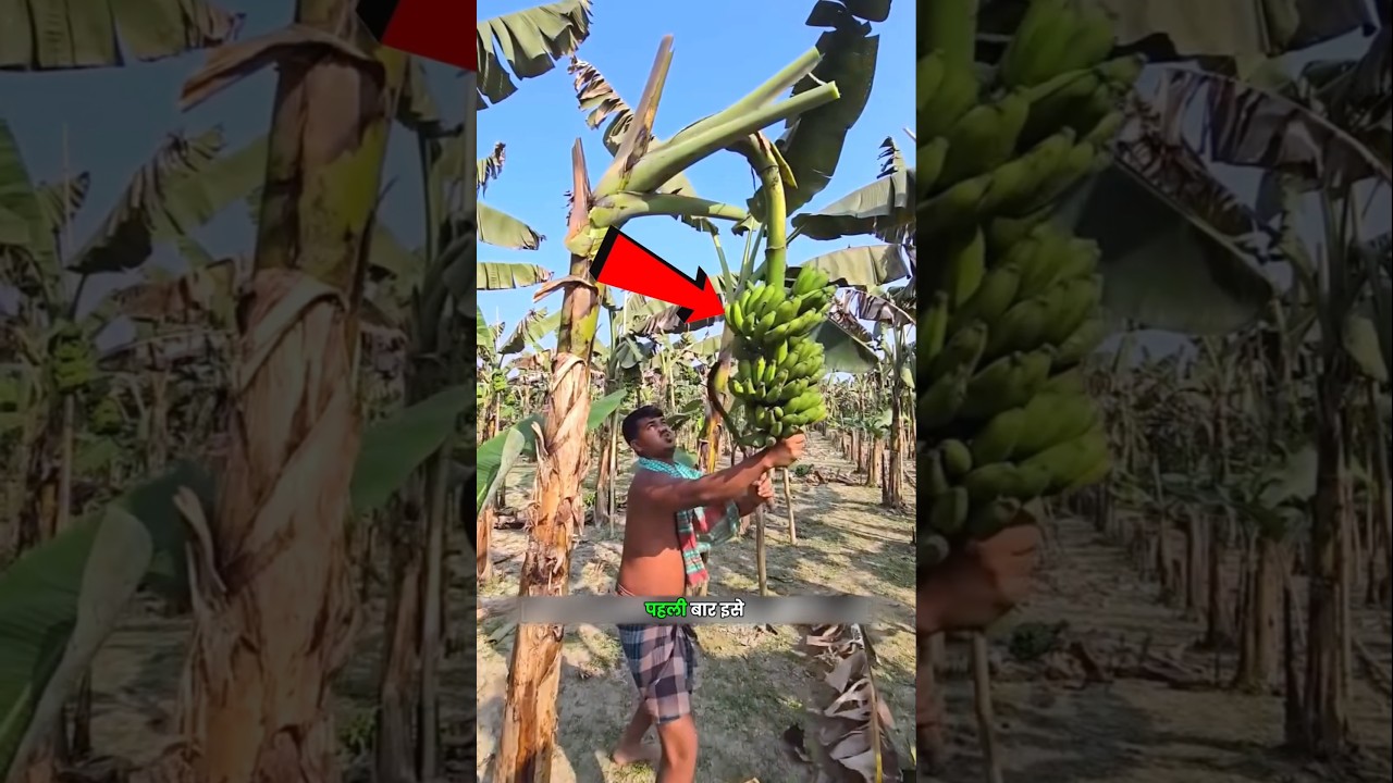 The Shocking Truth Behind Cutting Banana Trees! 🌴🤯 #shorts