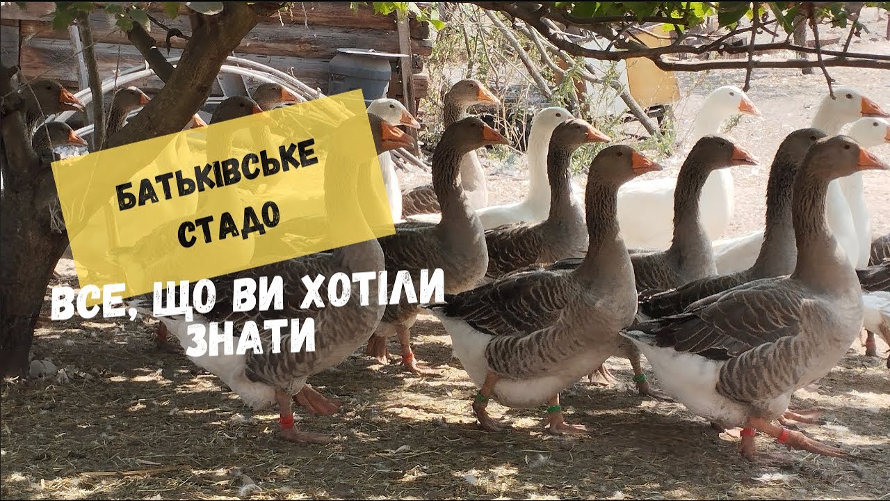 Відбір гусей на батьківське поголів'я