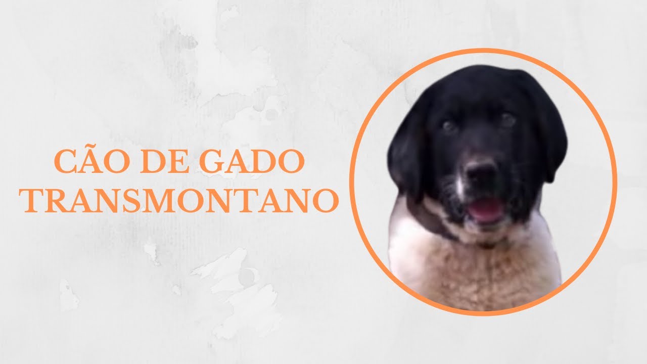 🐶Cão de Gado Transmontano - Tudo sobre a raça