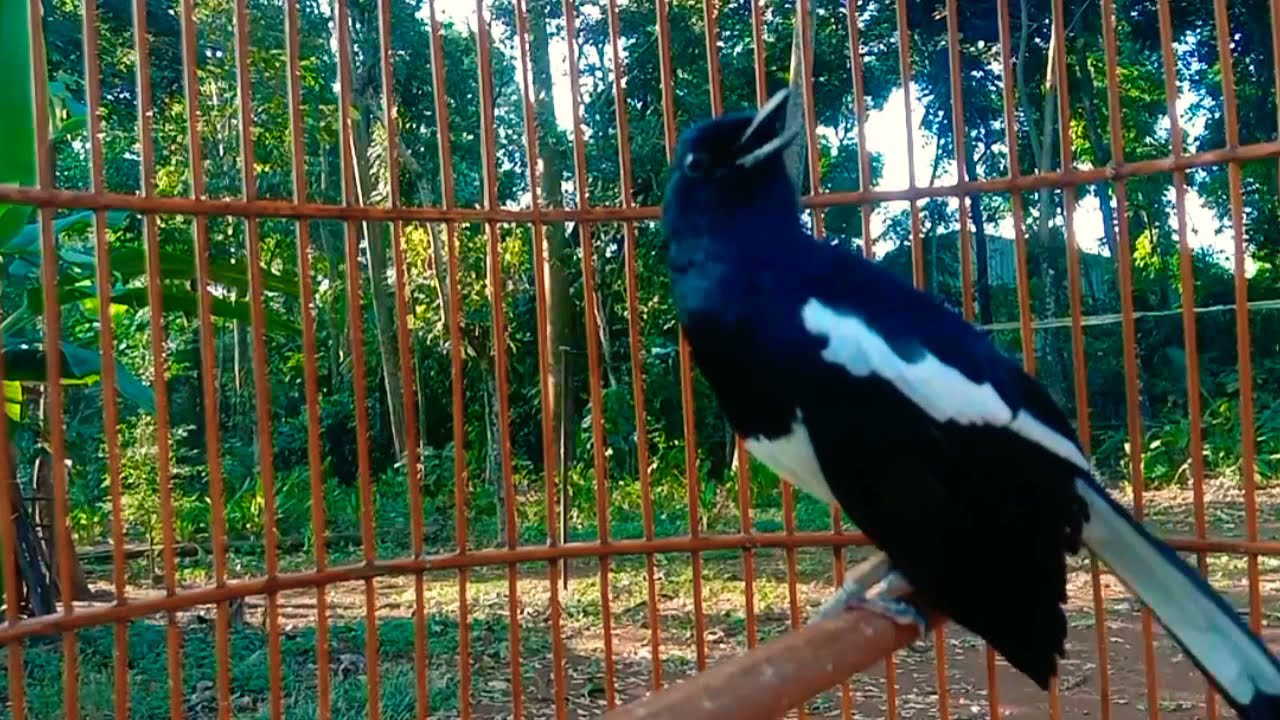 KICAUAN PEMULIH KACER SETRES KEMBALI GACOR TIAP HARI