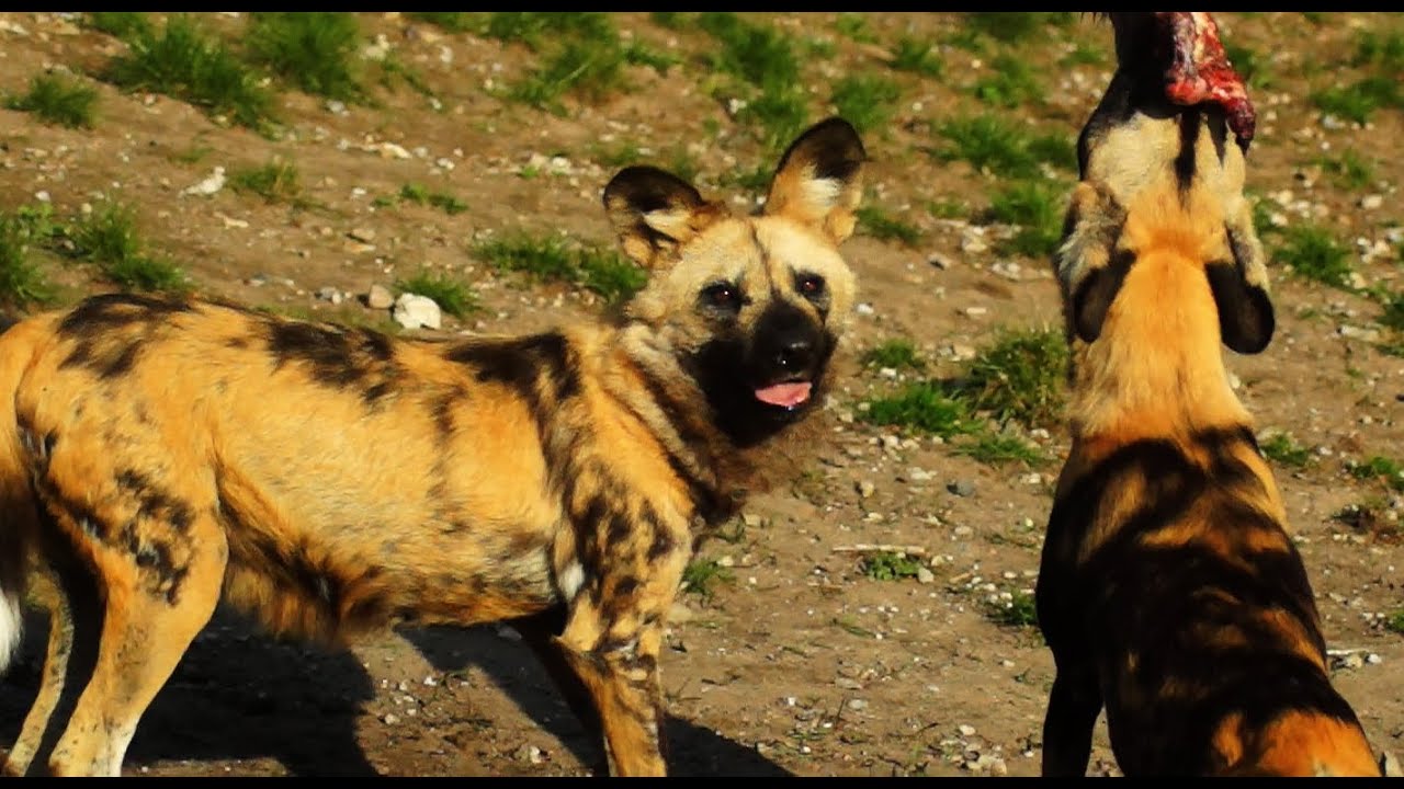 Top Hadet rovdyr/ Interview om Afrikansk Vildhund med Zoo direkt&oslash;r/ Ree Park, Djursland, Danmark