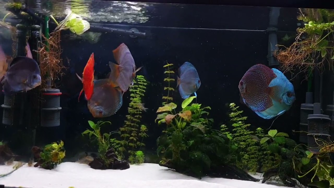 Resolviendo dudas peces disco 11