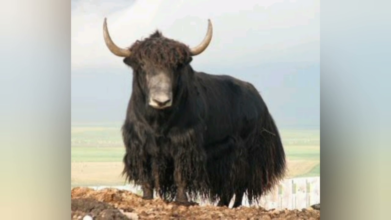 38. The Story of the Yak Horn - The Hundred Thousand Songs of Milarepa