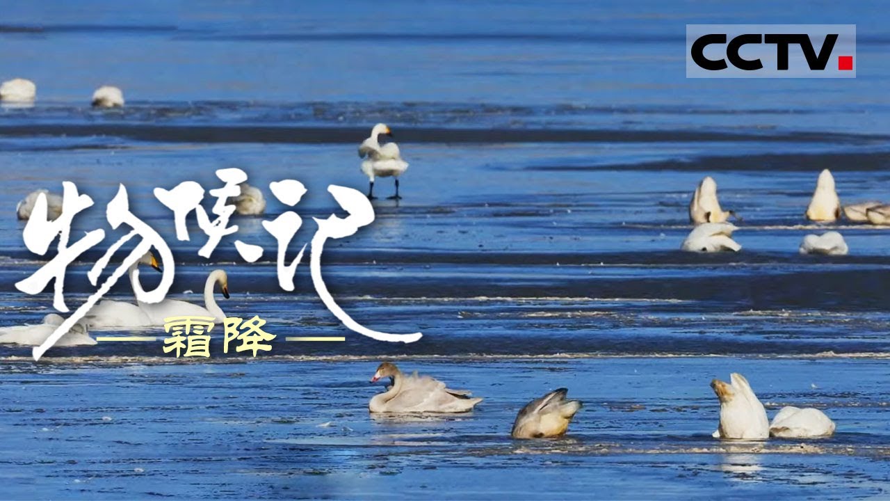 《物候记》霜降：霜降来啦！祁连山雪满 看万物如何各显神通 迎战冬藏！【CCTV纪录】