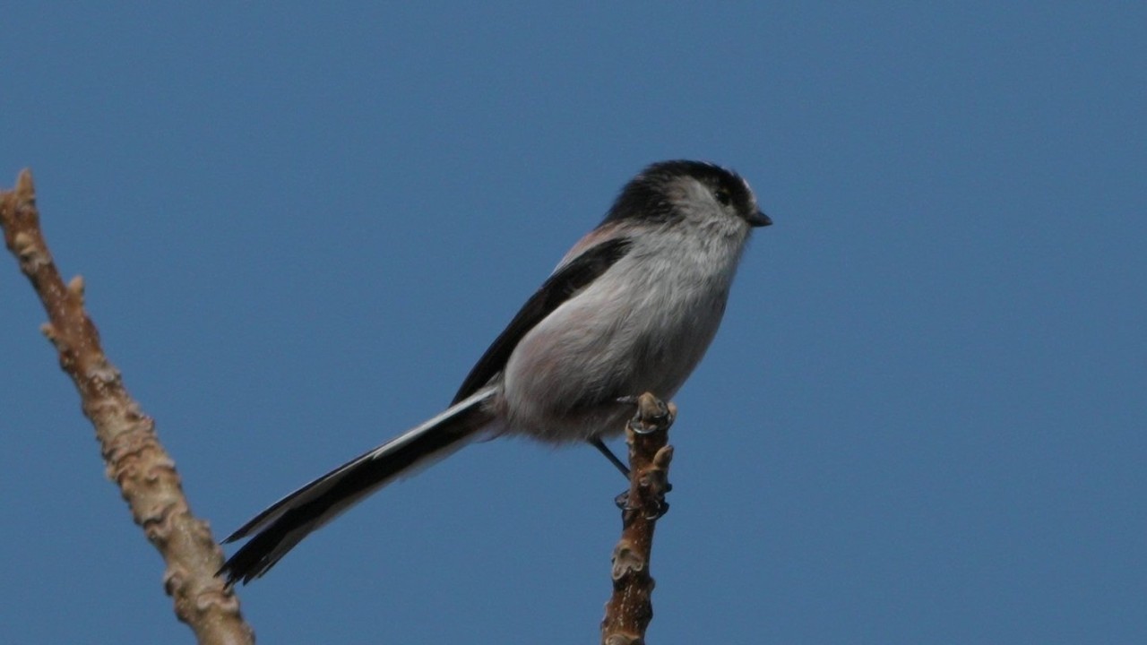 Long-tailed tit SP