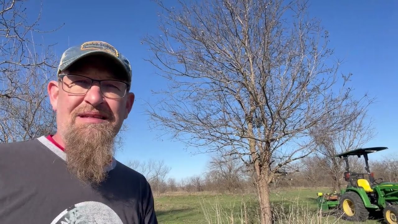 Cleaning up overgrown trees 