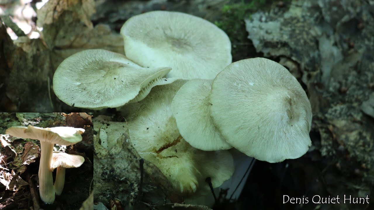 Megacollybia platyphylla | Коллибия широкопластинчатая