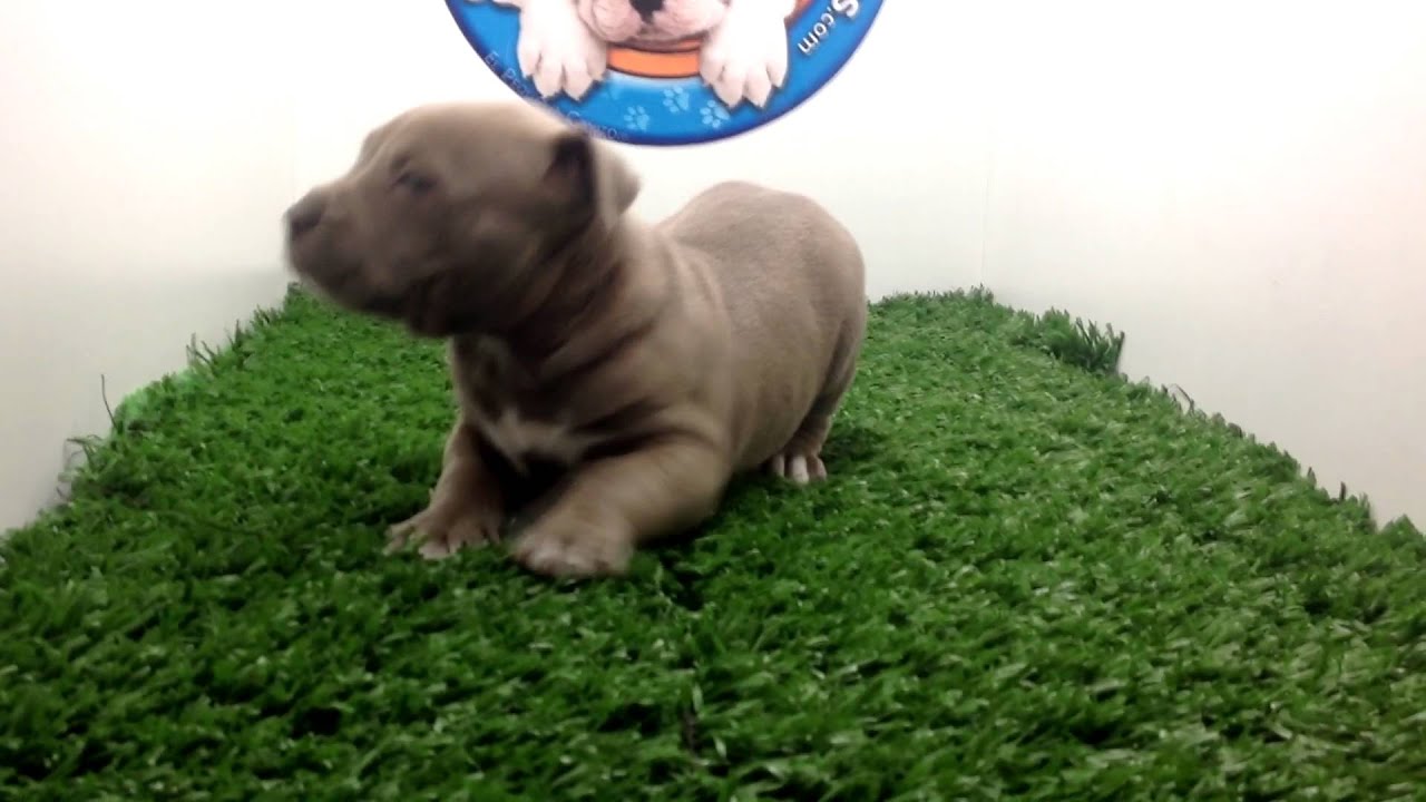 Venta de Perros Pitbull Blue en Cachorros Y Mas Cachorros