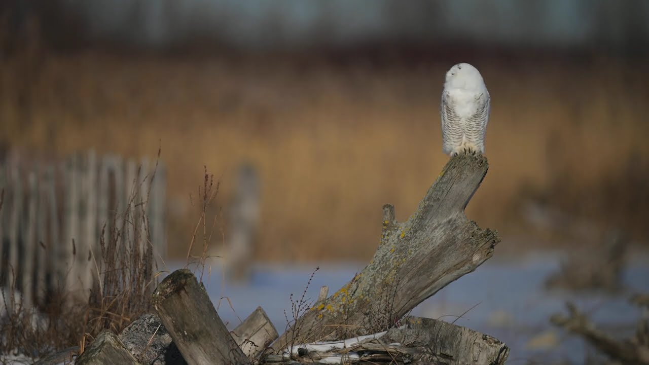 Snowy Owl in Tommy Thomson Park 2024