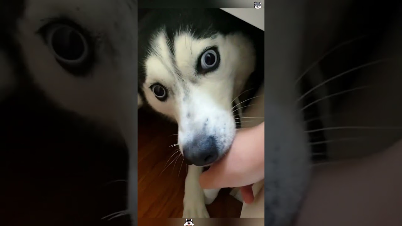 A Husky’s brain is full of wisdom😂#funny #usa #dogsoftiktok #doglover #foryou #tiktok