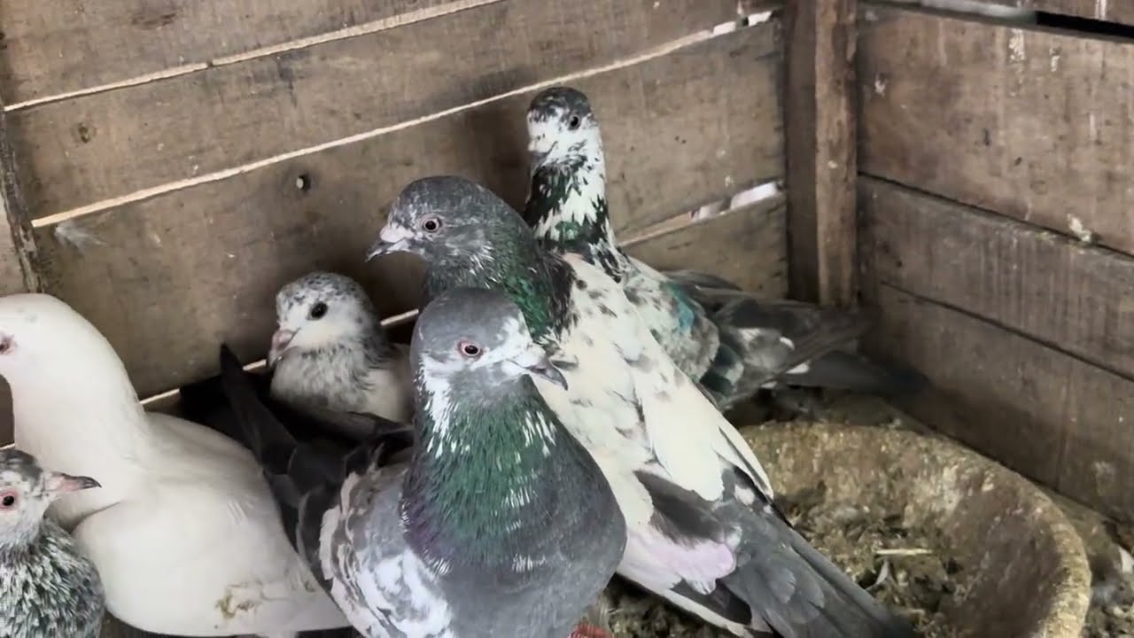20 Bachy or baray kabutar mix | For Sale: 0302-8329869 