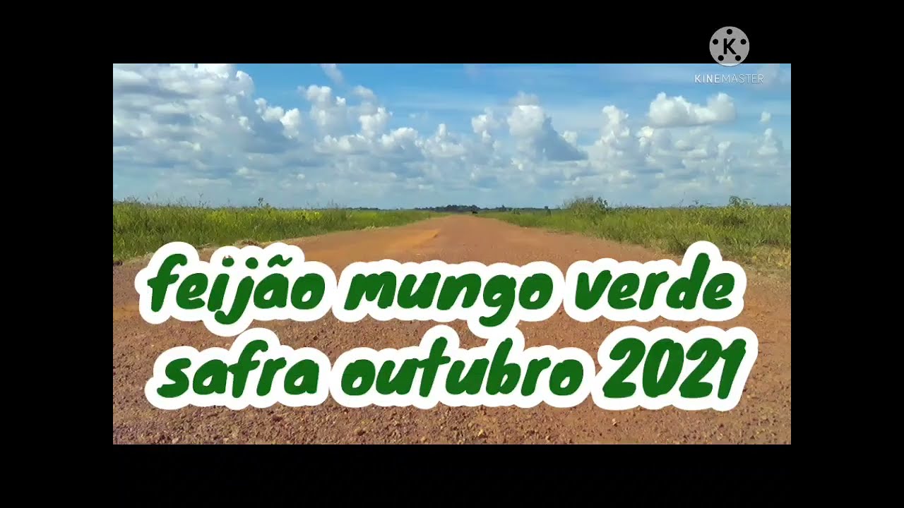 feij&atilde;o mungo verde 2021