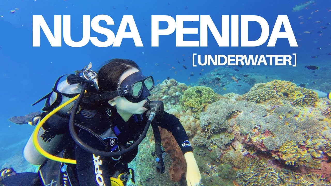 Surga Bawah Laut🐠🪸 Serunya Scuba Diving di Manta Point Nusa Penida Bali