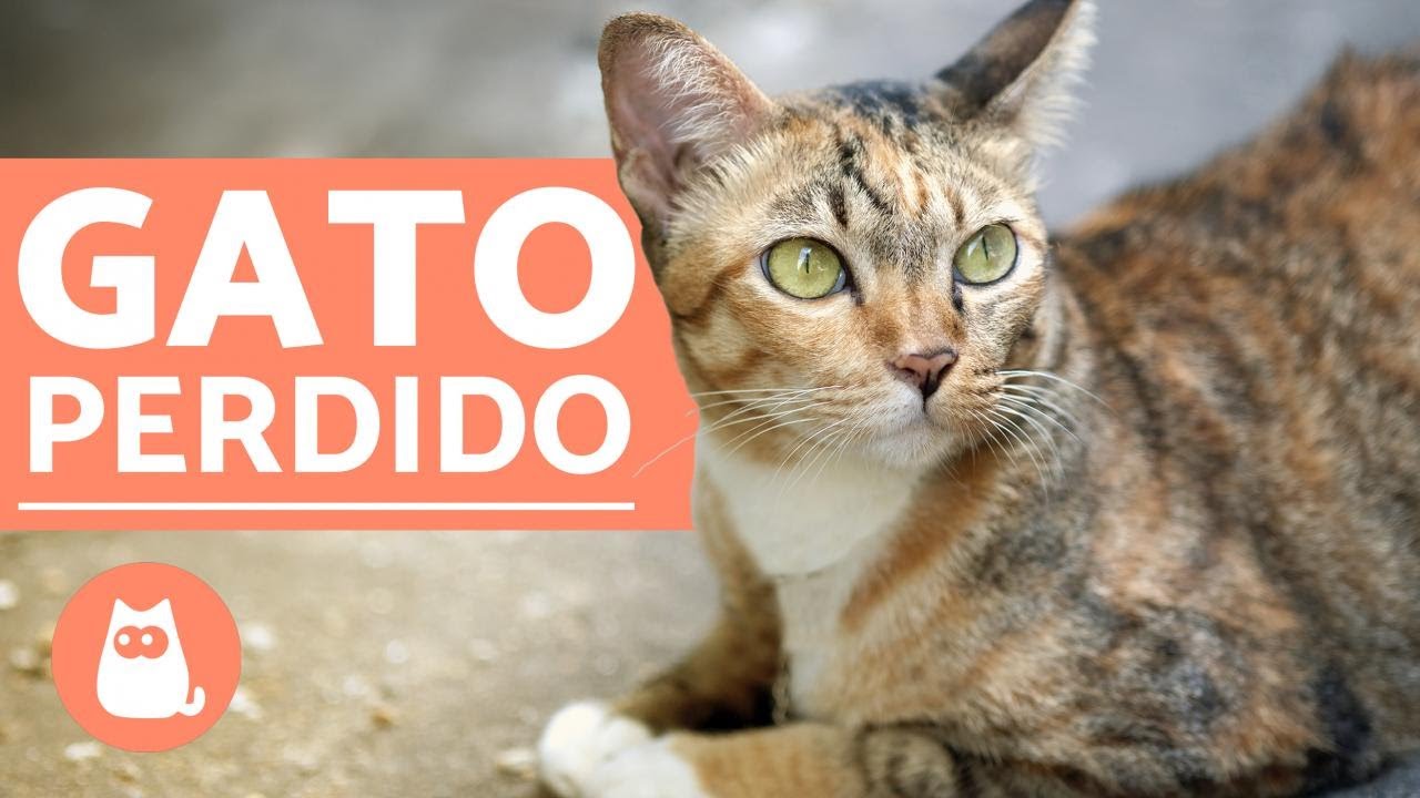 Si un gato se pierde, ¿vuelve a casa?