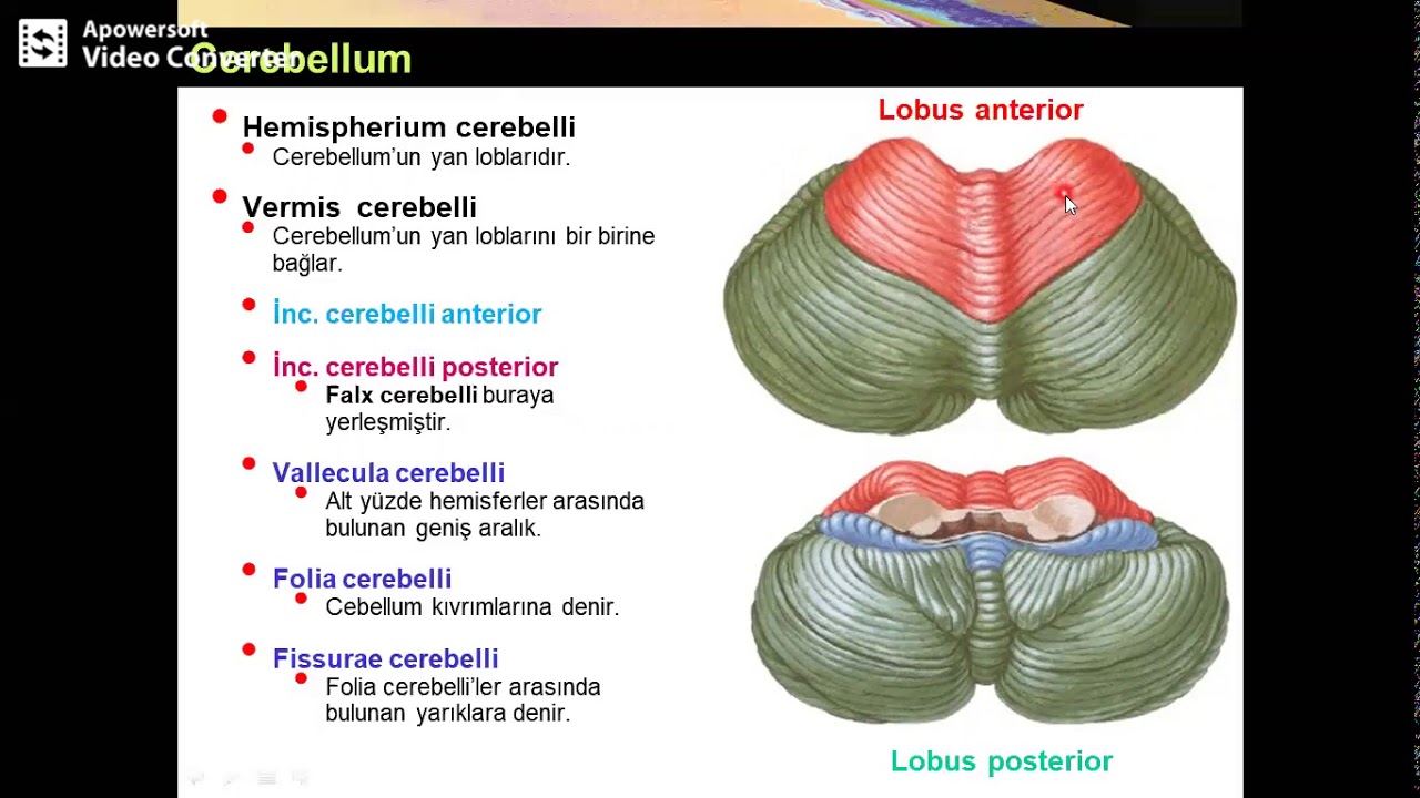 Cerebellum (Türkçe) Yüksel AYDAR