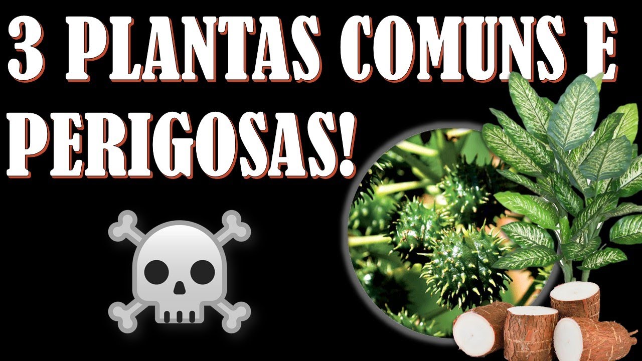 3 Plantas comuns e perigosas