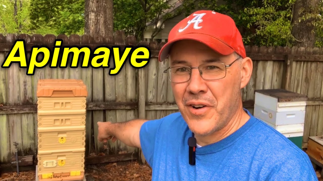 APIMAYE | World’s Coolest BEEHIVE? How are the bees doing? (unexpected result)