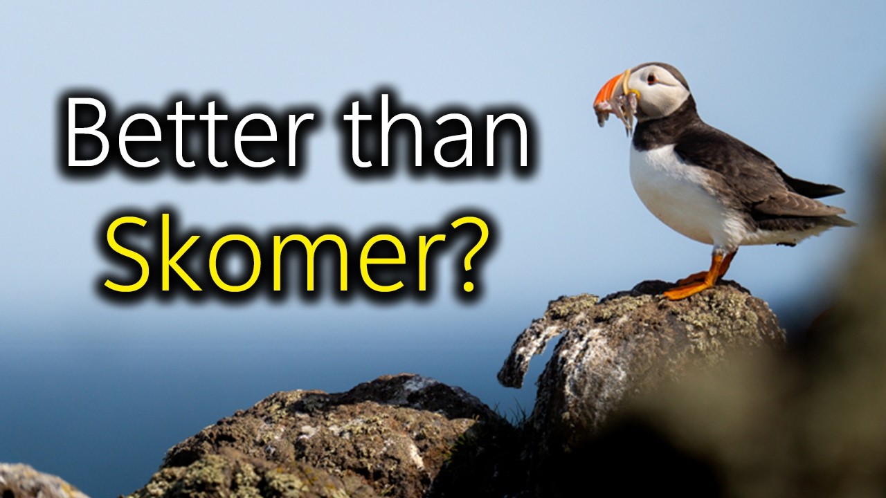 I Went to the Isle of May for Puffins - Here's What I Learned