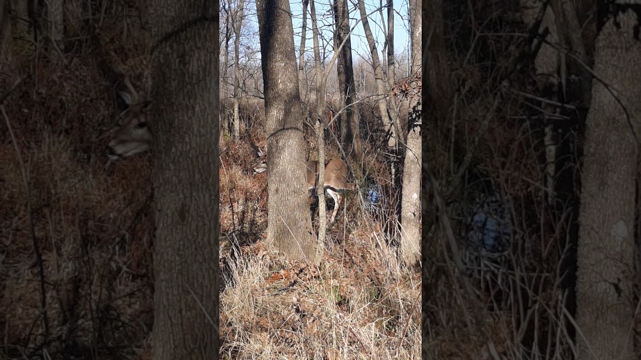 Little buck walks up on me