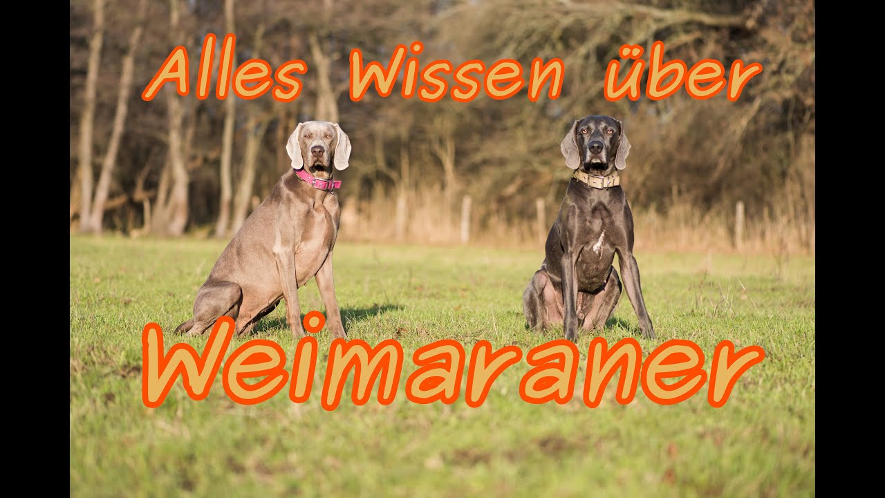 DAS ultimative Weimaraner Video