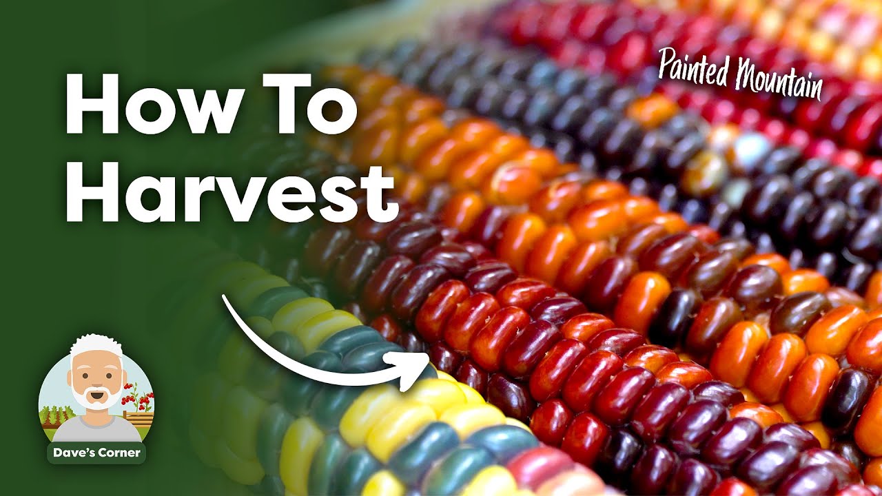 How and When to Harvest Sweetcorn (Painted Mountain!)