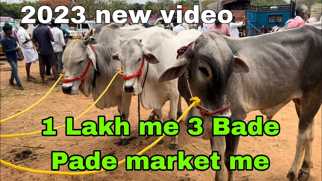 Big size Bulls price in Hyderabad market || Sardarnagar || Ongole Bulls