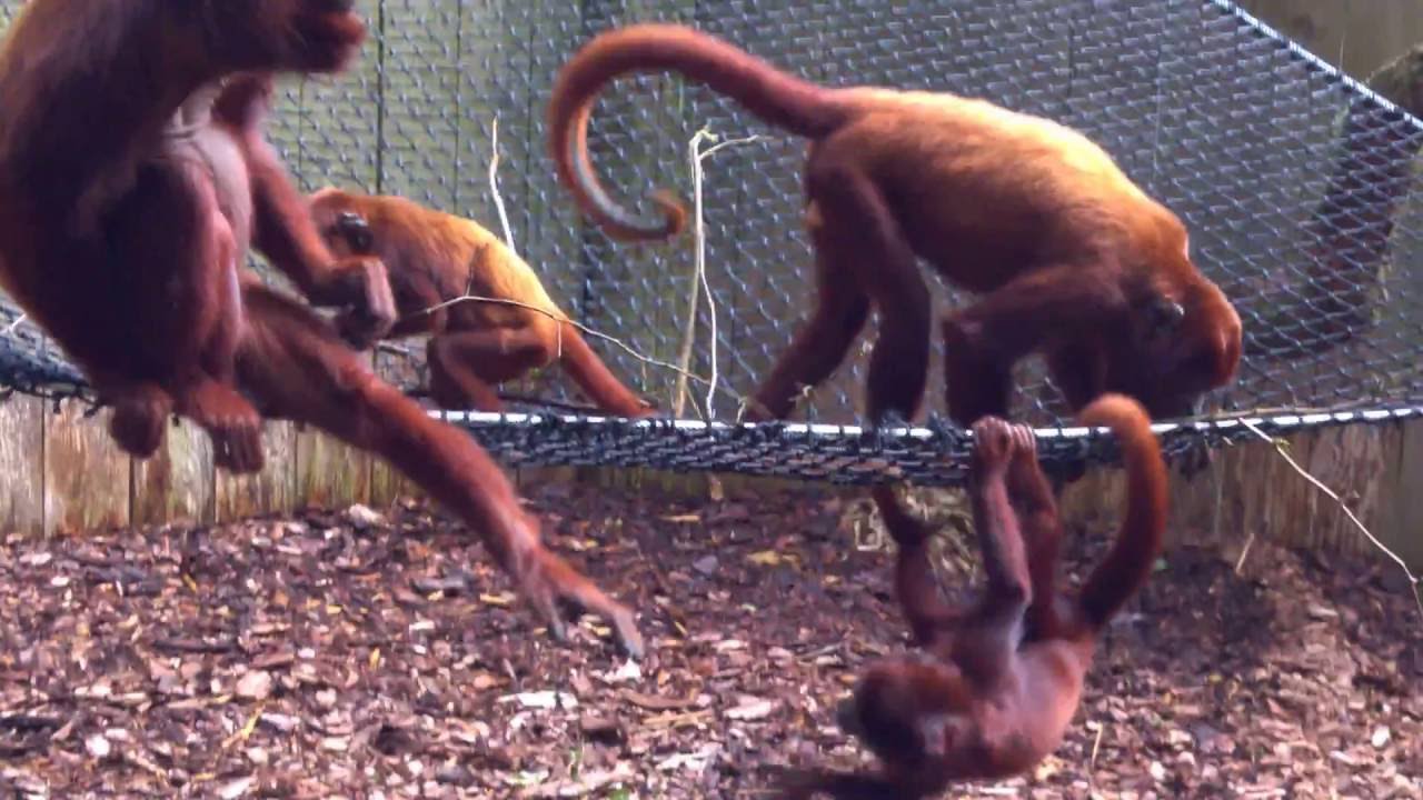 Red Howler's fighting - Apenheul Primate Park