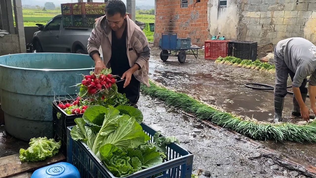 COLHEITA DE RABANETE e DICAS PARA CULTIVAR CEBOLINHA