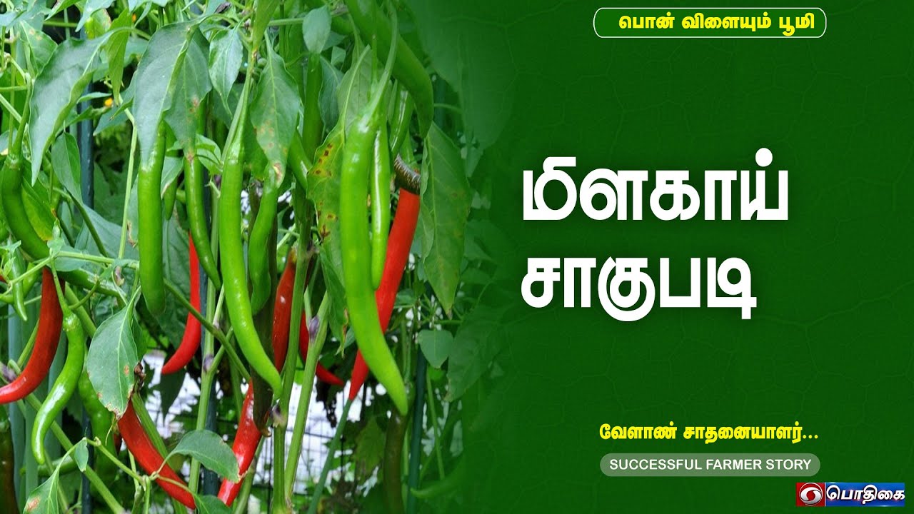 மிளகாய் சாகுபடி  | Successful Farmer