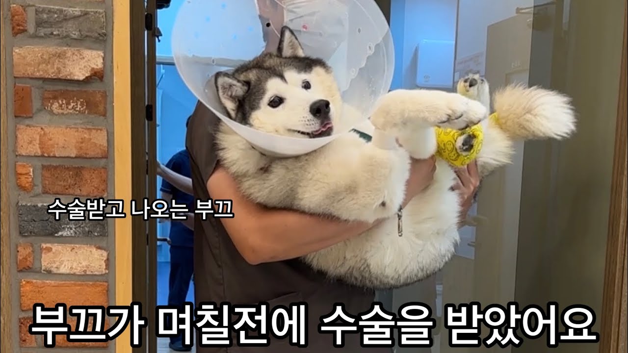 부끄가 지난주에 수술을 받았어요 (회복중입니다)