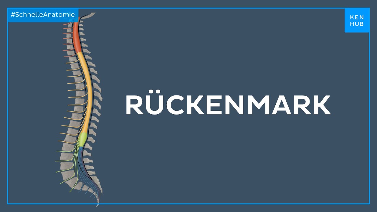 R&uuml;ckenmark - Anatomie einfach erkl&auml;rt | Kenhub