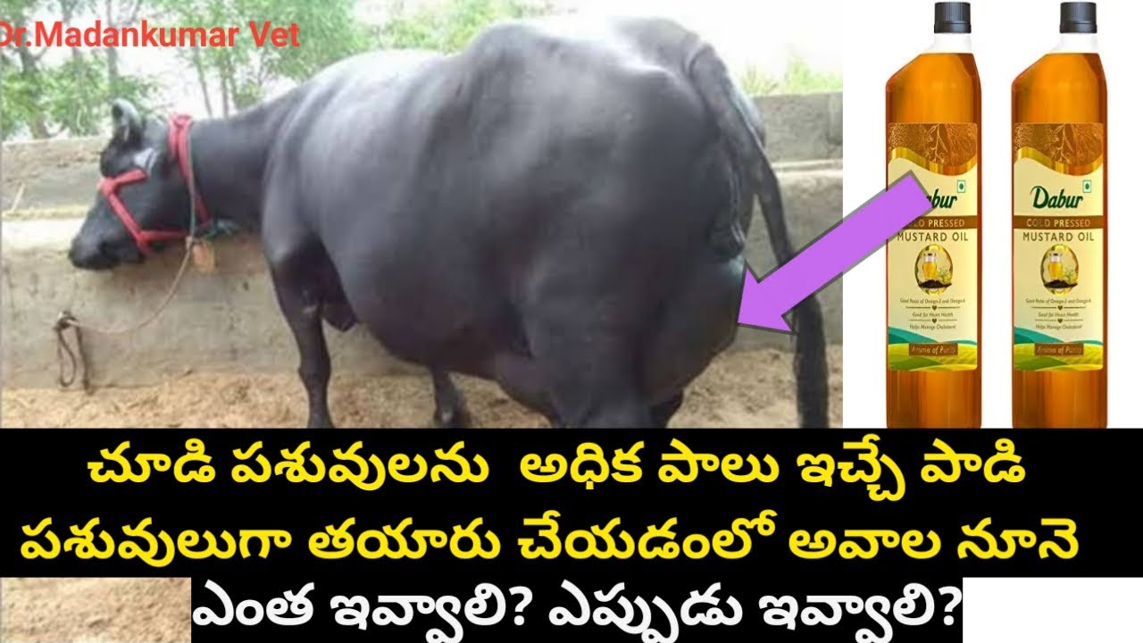సూడి పశువులకు అవాల నూనె | Mustard oil to Pregnant Cows or Buffaloes Telugu | DrMadankumarVet