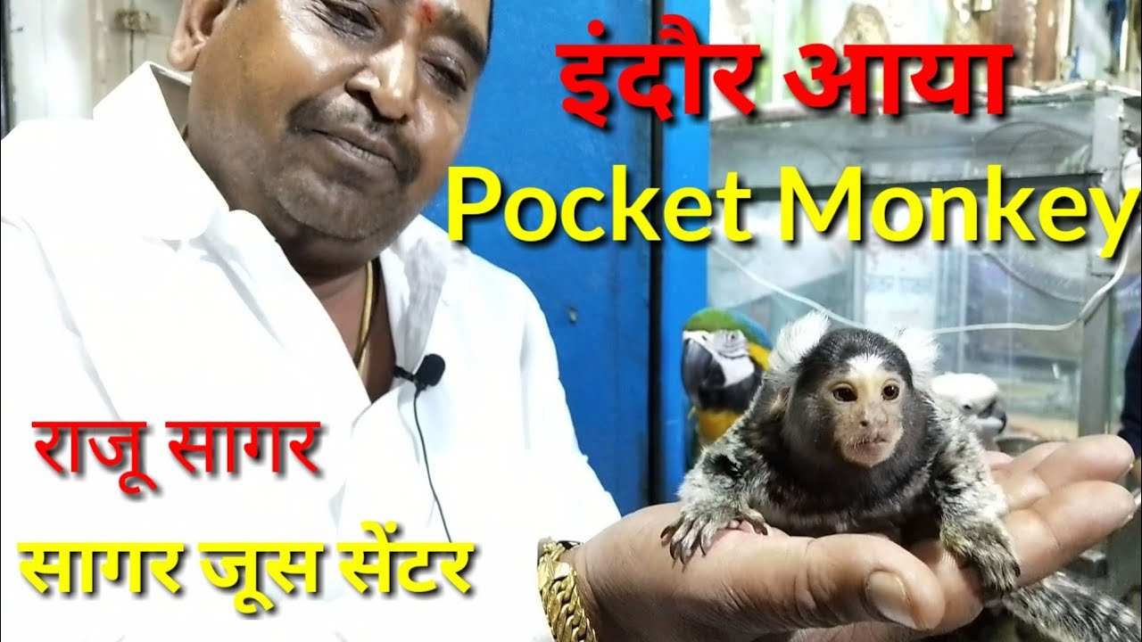 इंदौर में आया Pocket Monkey सागर ज्यूस सेंटर II World's Smallest Pocket Monkey in Sagar Juice Indore