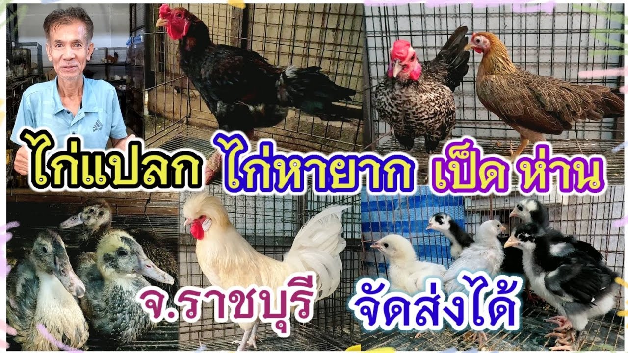 ไก่แปลก ไก่หายาก เป็ด ห่าน ตลาดฟิชวิลเลจ ร้านกิตติพันธ์ ฟาร์ม จัดส่งได้ 