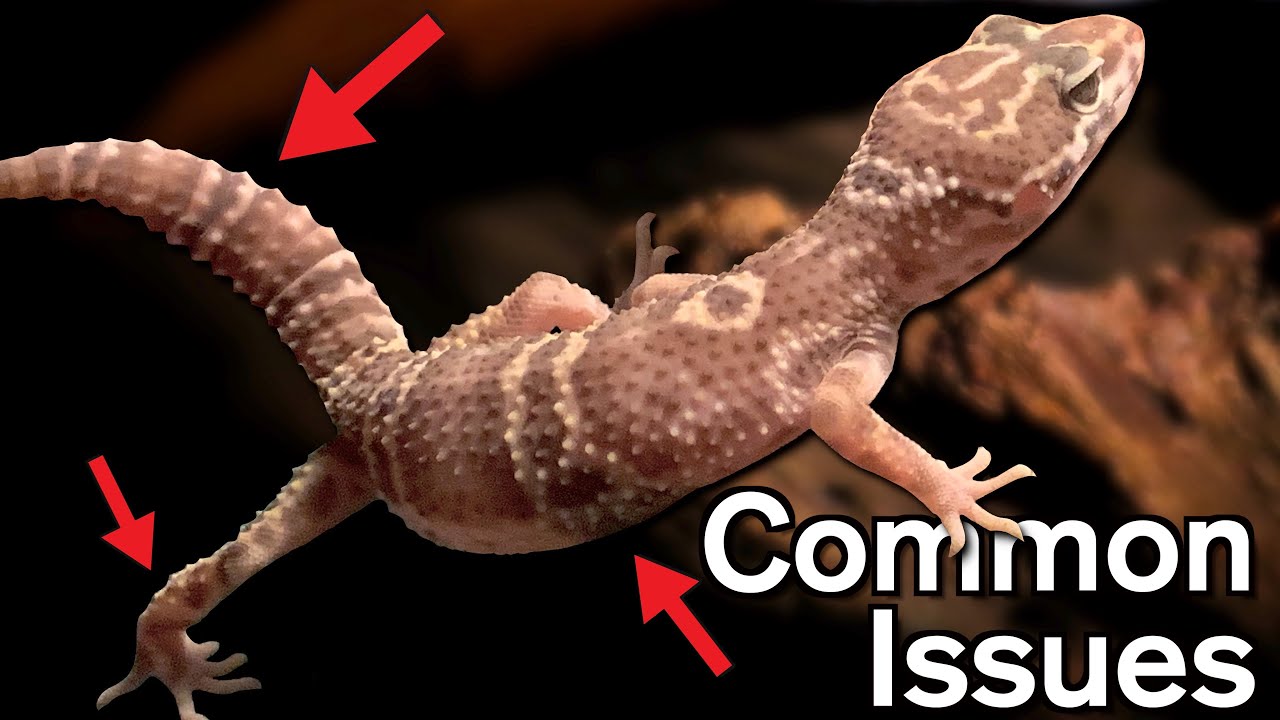 Common Leopard Gecko Health Problems