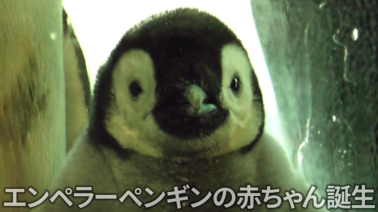エンペラーペンギンの赤ちゃんの食事タイム アドベンチャーワールドにて Baby Penguin in Adventure World