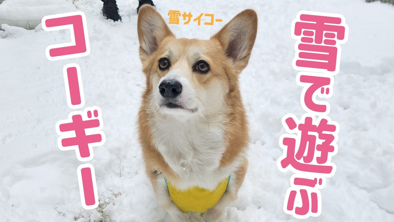 【コーギー】雪が降って大はしゃぎ！珍しく積もった雪で遊んだ日